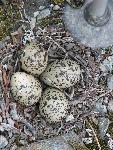 Plover nest close-up
