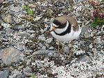 Semi-palmated Plover