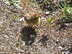 Willow Ptarmigan chick