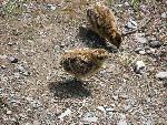 Willow Ptarmigan chicks