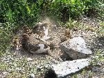 Dust Bath!