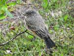 Say's Phoebe