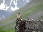 High Country Phoebe