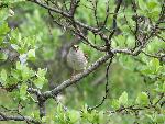 Golden Crowned Sparrow