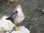 Wandering Tattler