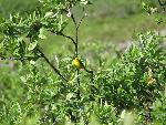 Wilson's Warbler