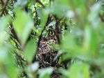 Peeking Out of the Nest