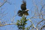 Goshawk