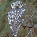 Northern Hawk Owl