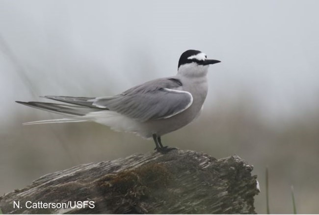 Aleutian Tern