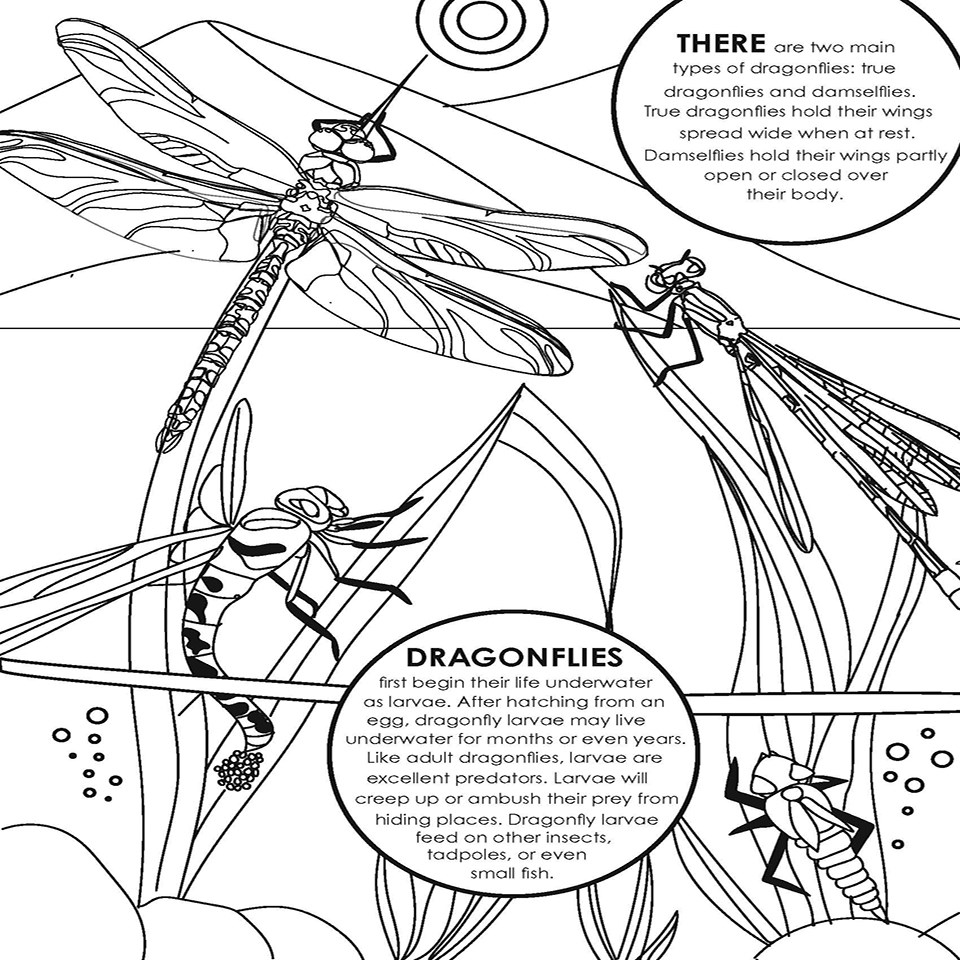 Dragonfly life cycle page 1
