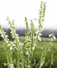 White Sweet Clover is an invasive plant