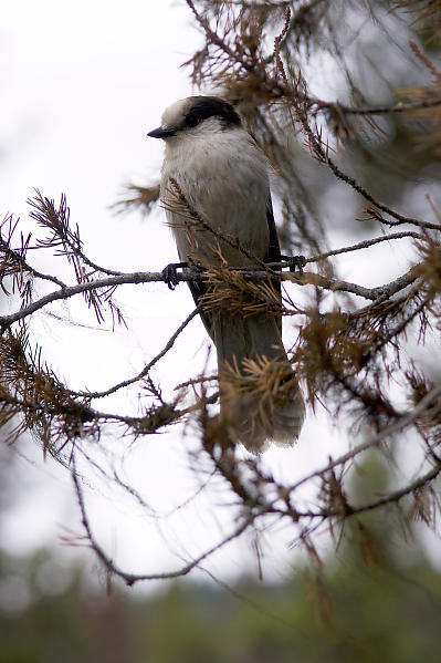 GrayJayInTree