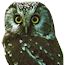 Boreal Owl