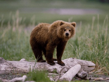 Grizzly Bear