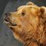 Brown Bear