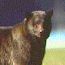 Planning an Alaskan Hunt