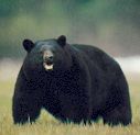 Bears and People