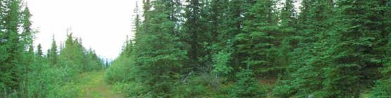 Along the Nugget Creek Trail