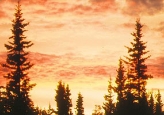 spring skies