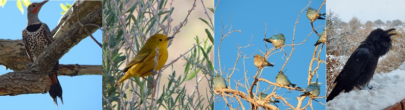 Four images of different birds in a horizontal line. From left to right the birds are a Northern Flicker, Yellow Warbler, Mountain Bluebird, and Common Raven.