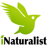 INaturalist Logo