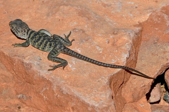 A collared lizard sitting on a red sandstone rock