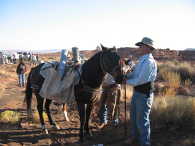 Packhorse loaded wtih rolls of fence wire