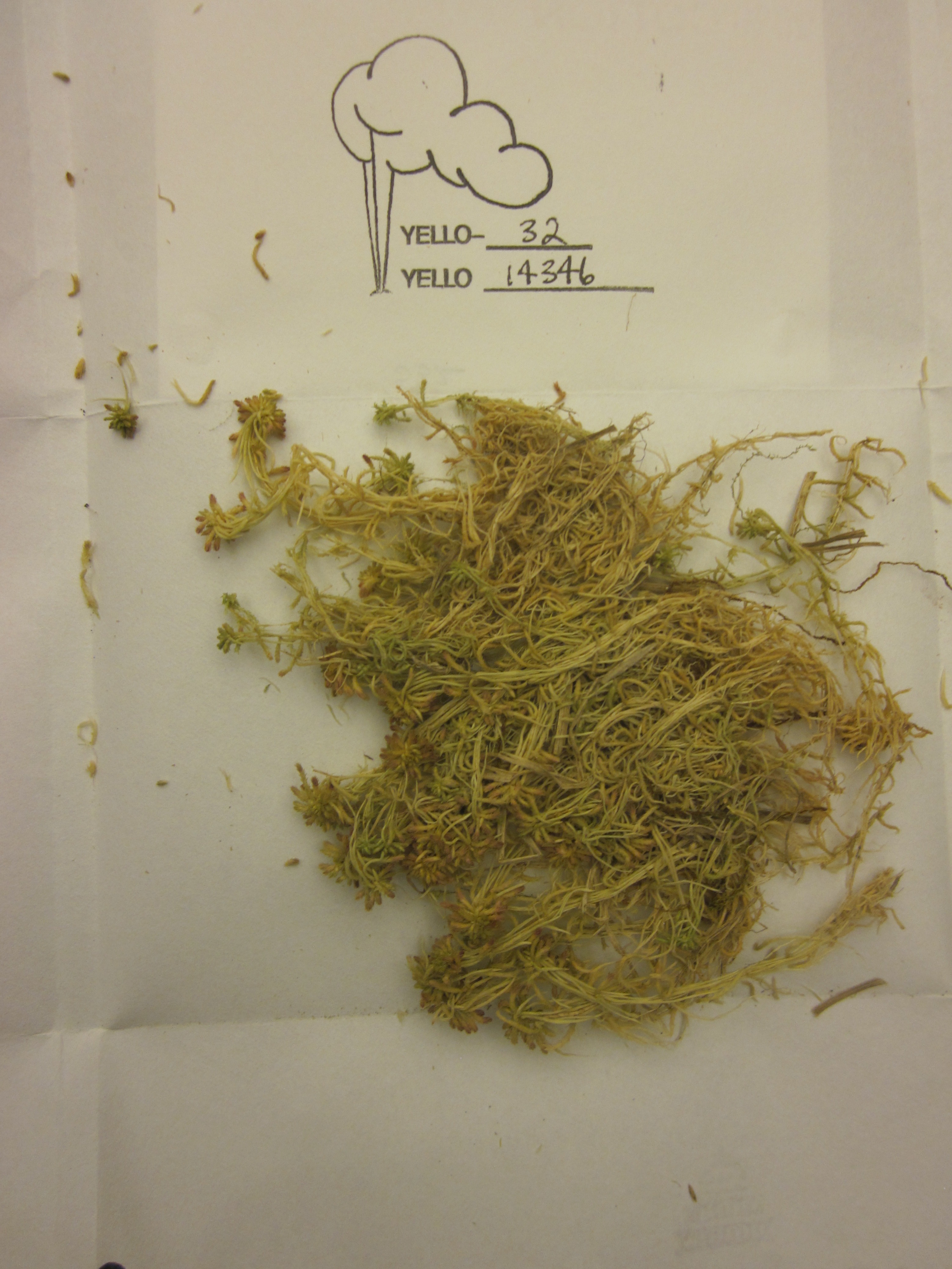 Picture of Moss from Yellowstone collection