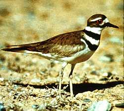 A killdeer walks on the ground.
