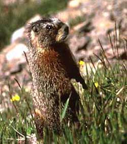 The Yellow-Bellied Marmot stands up to have a look around the side of the hill.