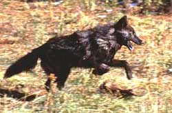 A black wolf runs and leaps in a meadow.