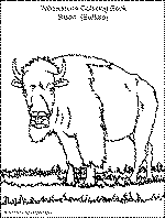 Bison Coloring Page.