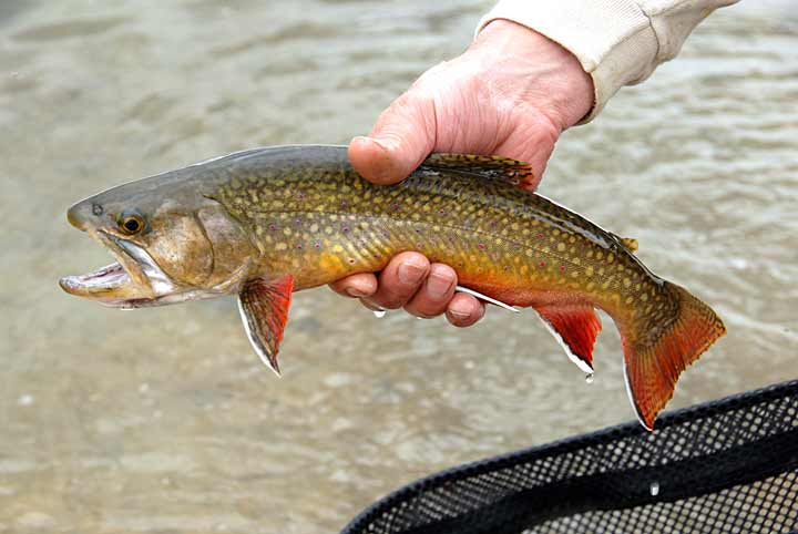 Brook And Trout