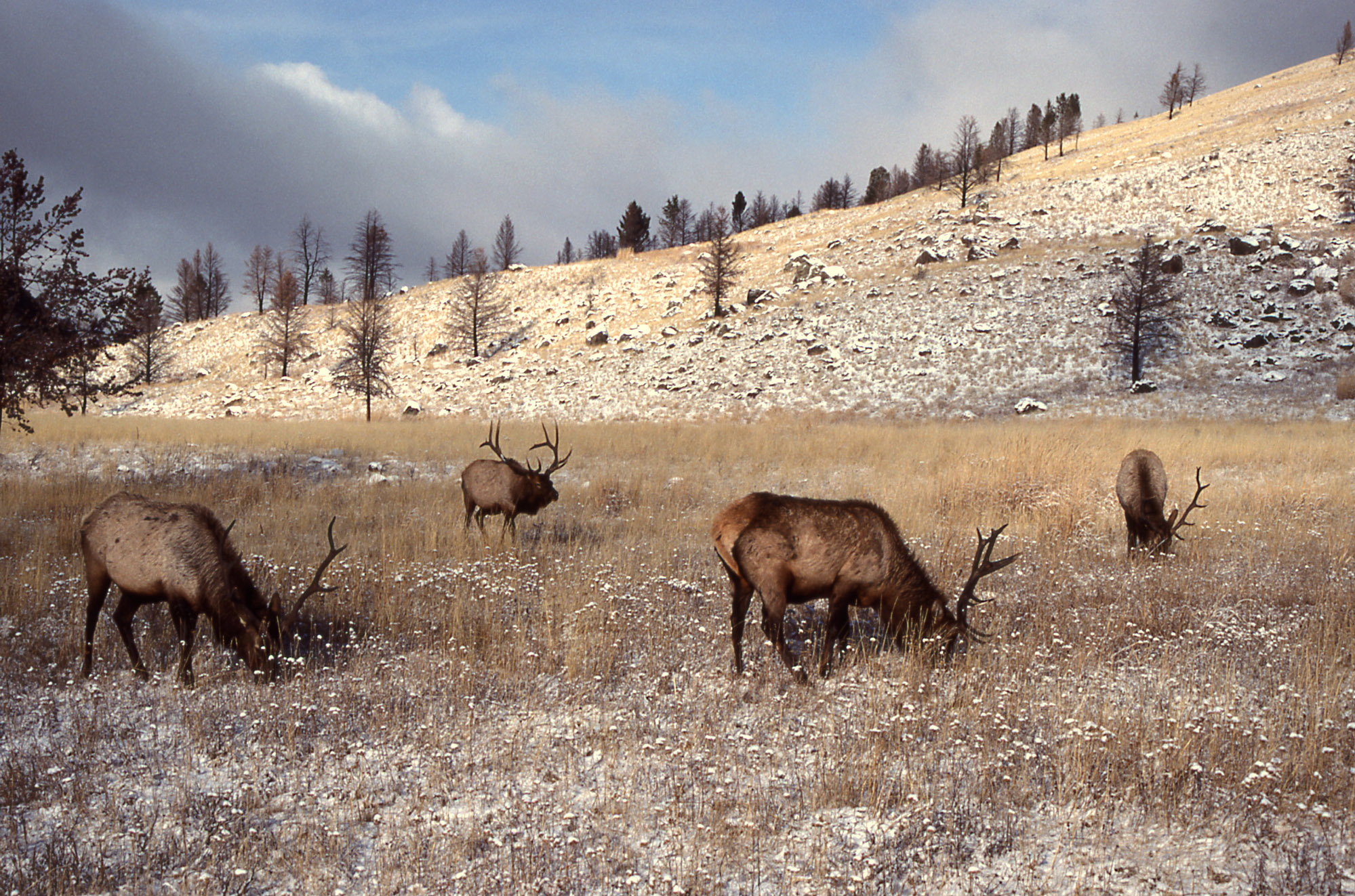 Four bull elk near Lava Creek