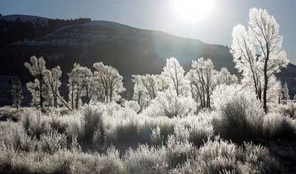 Frost covers foliage in Yellowstone for a late fall dramatic image.