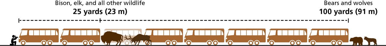 know your distance for safe wildlife watching