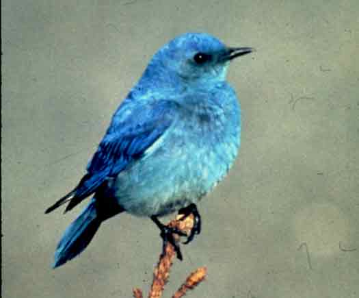 Today’s picture is from the museum collection. Simply entitled “Bluebird.”