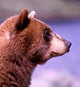 A grizzly bear looks up while walking across a field