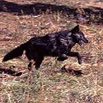 A wolf jumping in a meadow.