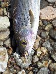Arctic grayling