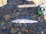 Arctic grayling