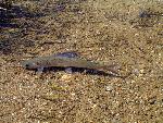 Arctic grayling