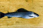 Arctic grayling