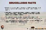 12. Brucellosis Facts