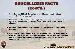 13. Brucellosis Facts (Cont'd)