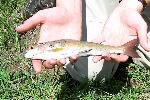 Artic grayling