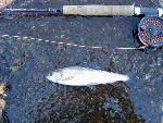 Arctic Grayling