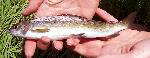 Arctic grayling