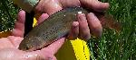 Arctic grayling